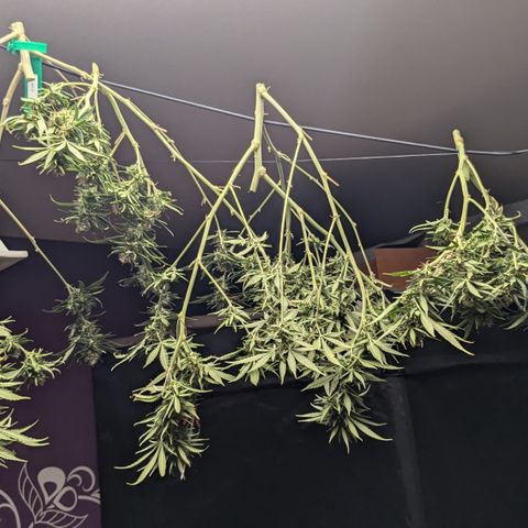 #31.2 White Widow growlog timeline photo