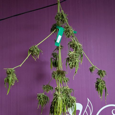 #45 Pure Power Plant Auto growlog timeline photo