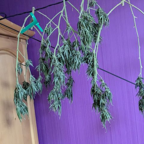 #31.1 White Widow growlog timeline photo