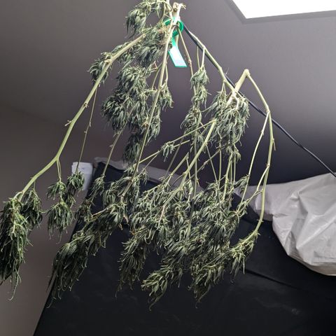 #31.2 White Widow growlog timeline photo