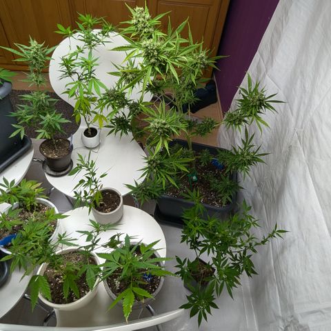 #31.7 White Widow growlog timeline photo