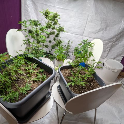 #31.7 White Widow growlog timeline photo