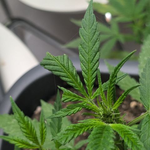 #31.8 White Widow growlog timeline photo