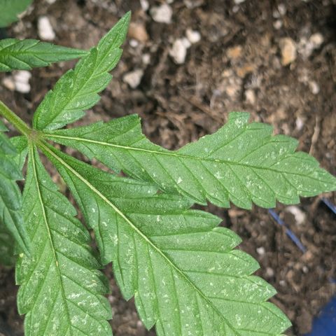 #31.8 White Widow growlog timeline photo