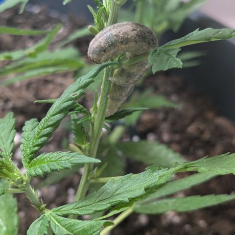 #31.8 White Widow growlog timeline photo