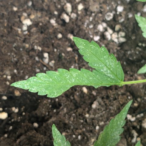 #31.8 White Widow growlog timeline photo