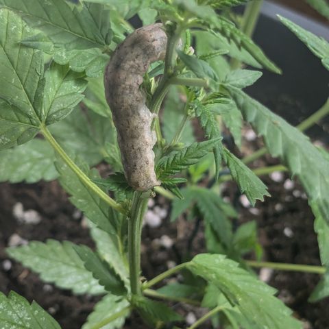 #31.8 White Widow growlog timeline photo