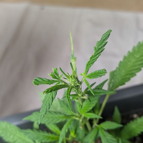 #31.8 White Widow growlog timeline photo