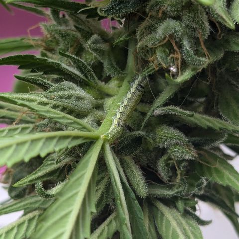 #46 Blueberry Zkittlez Auto growlog timeline photo