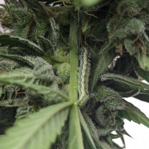#46 Blueberry Zkittlez Auto growlog timeline photo