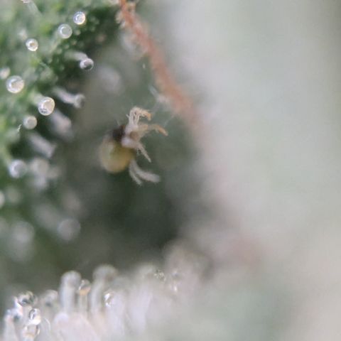 #46 Blueberry Zkittlez Auto growlog photo: Spinnmilbenbefall