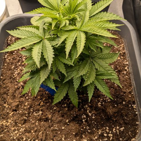 #48 AK47 growlog timeline photo