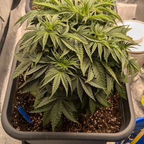 #49 AK47 growlog timeline photo