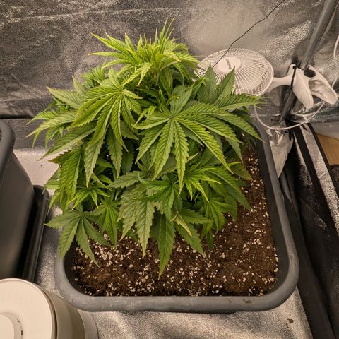 #50 AK47 growlog timeline photo