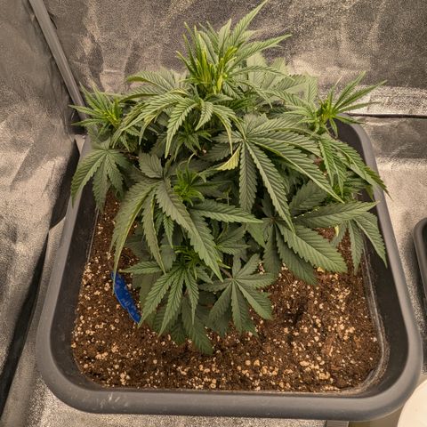 #51 AK47 growlog timeline photo