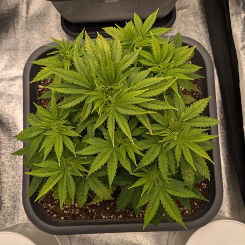 #48 AK47 growlog timeline photo