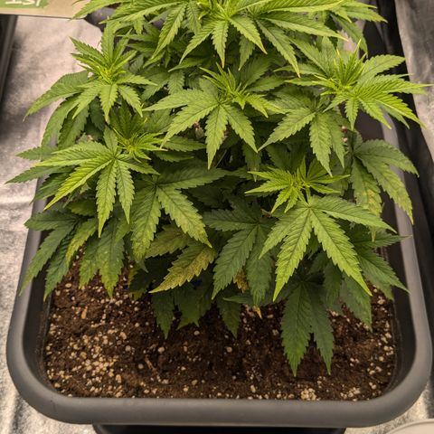 #48 AK47 growlog timeline photo