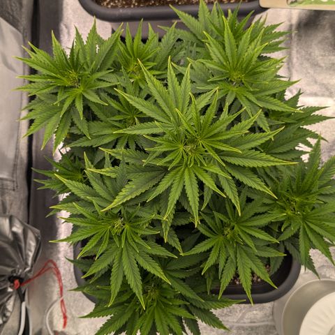#49 AK47 growlog timeline photo