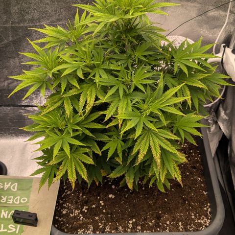 #50 AK47 growlog timeline photo