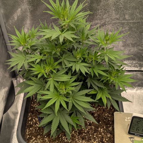#51 AK47 growlog timeline photo