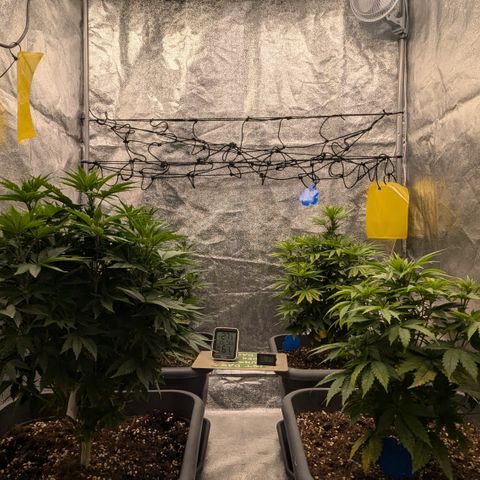 #48 AK47 growlog timeline photo