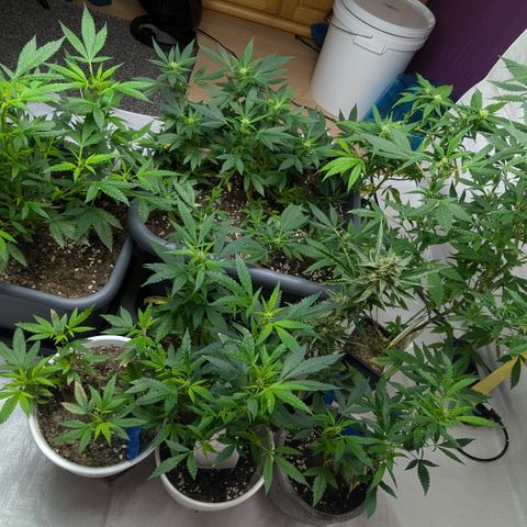 #31.7 White Widow growlog timeline photo