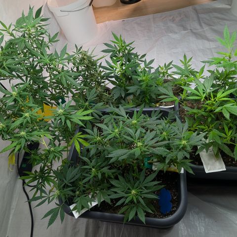 #31.7 White Widow growlog timeline photo