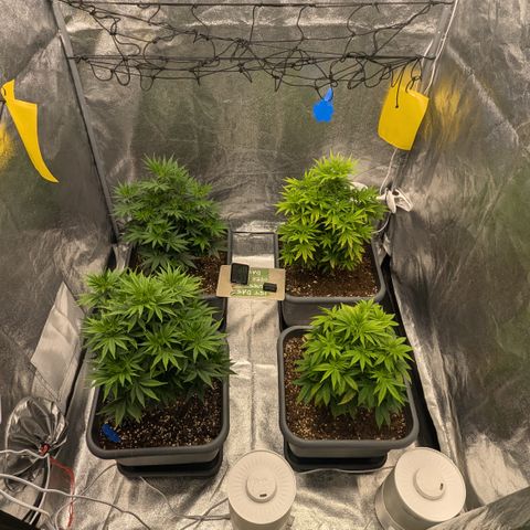 #48 AK47 growlog timeline photo