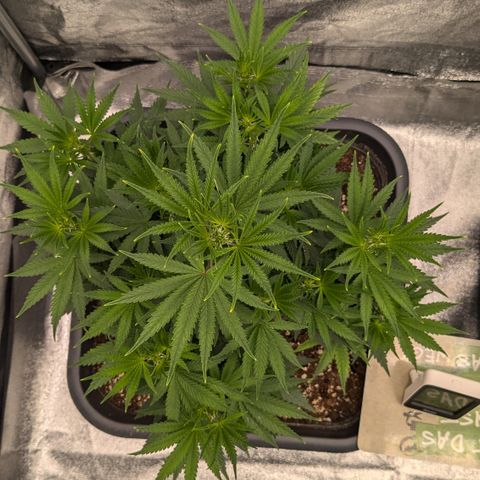 #51 AK47 growlog timeline photo