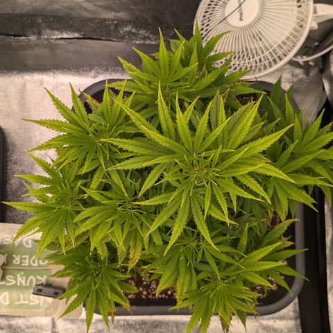 #50 AK47 growlog timeline photo