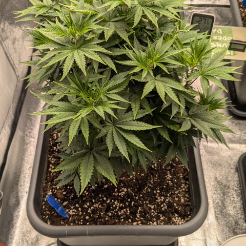 #49 AK47 growlog timeline photo