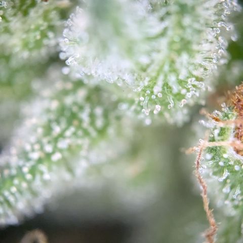 #47 Sticky Orange growlog timeline photo