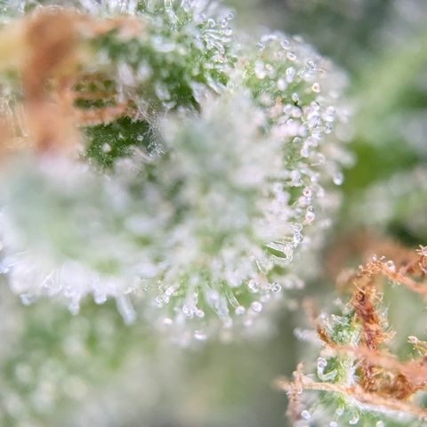 #47 Sticky Orange growlog timeline photo