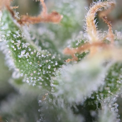 #47 Sticky Orange growlog timeline photo