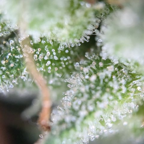 #47 Sticky Orange growlog timeline photo