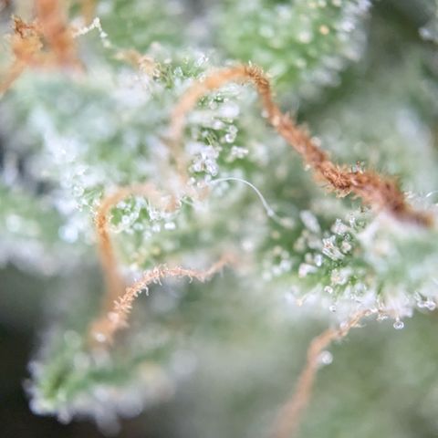 #47 Sticky Orange growlog timeline photo