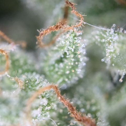 #47 Sticky Orange growlog timeline photo