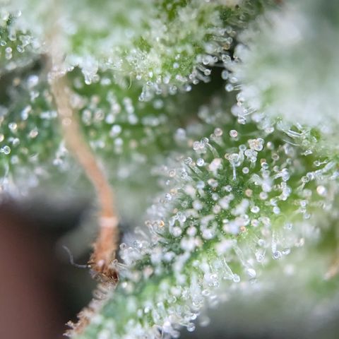 #47 Sticky Orange growlog timeline photo