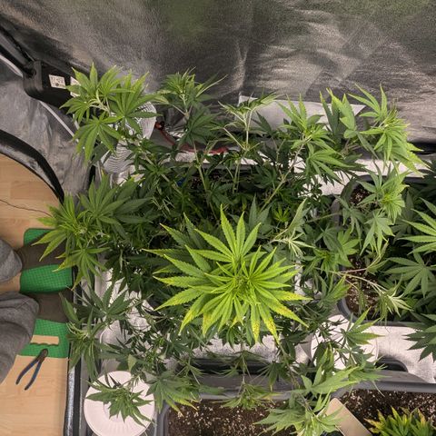 #49 AK47 growlog timeline photo
