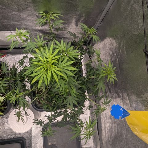 #51 AK47 growlog timeline photo