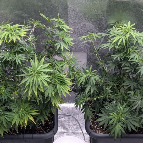 #51 AK47 growlog timeline photo