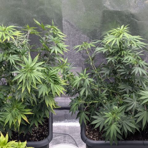 #51 AK47 growlog timeline photo