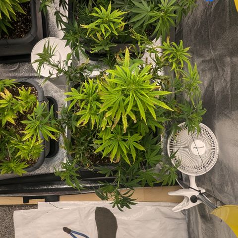 #50 AK47 growlog timeline photo