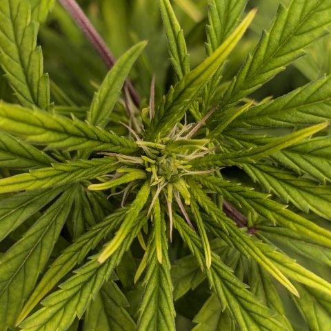 #50 AK47 growlog photo: Sieht aus wie eine Blüte, sollte aber keine sein! 