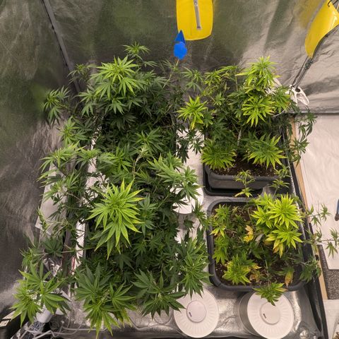 #48 AK47 growlog timeline photo