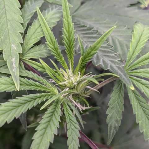 #51 AK47 growlog photo: Sieht aus wie eine Blüte, sollte aber keine sein! 