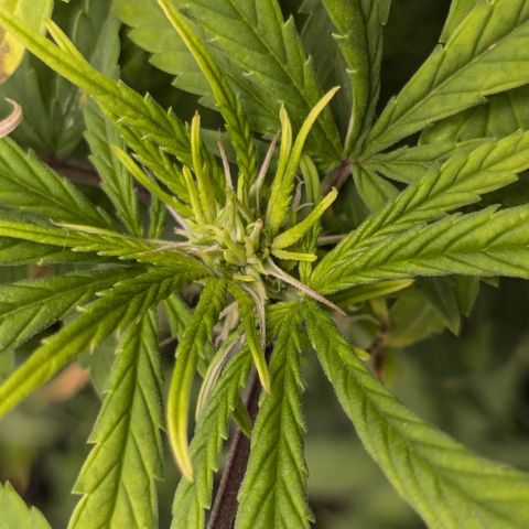 #50 AK47 growlog photo: Sieht aus wie eine Blüte, sollte aber keine sein! 