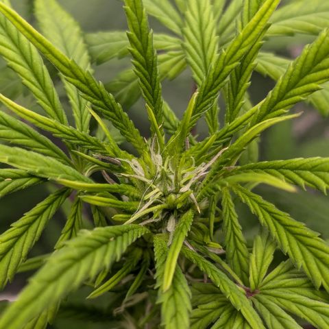 #51 AK47 growlog photo: Sieht aus wie eine Blüte, sollte aber keine sein! 