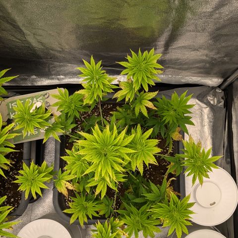 #48 AK47 growlog timeline photo