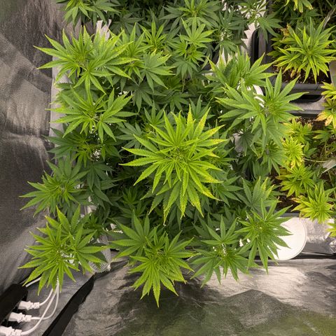 #49 AK47 growlog timeline photo